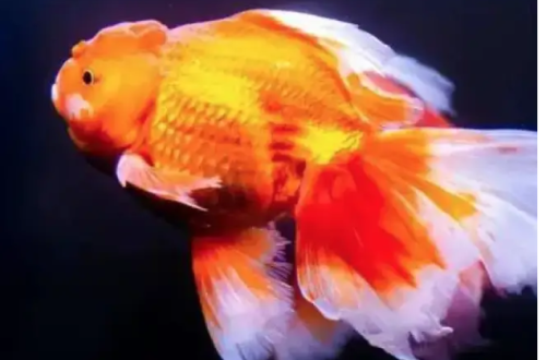 金鱼，进口金鱼展示图