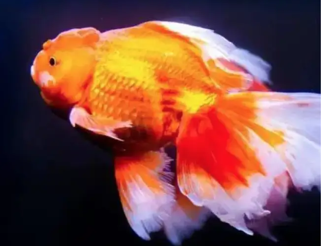 金鱼，进口金鱼展示图