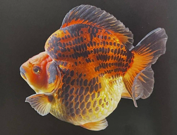 水产品，观赏鱼展示图