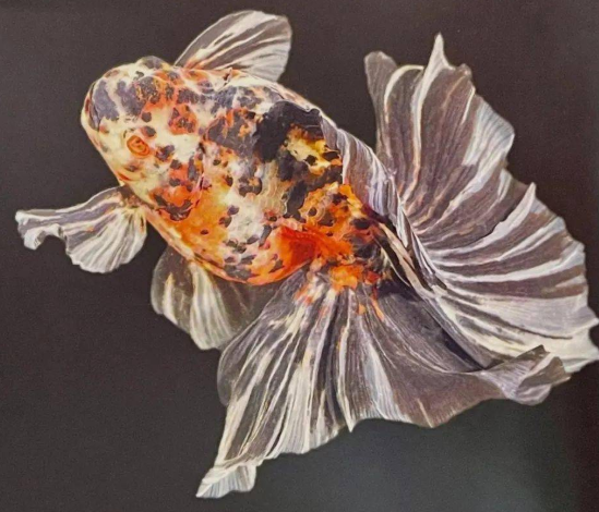 观赏鱼展示产品