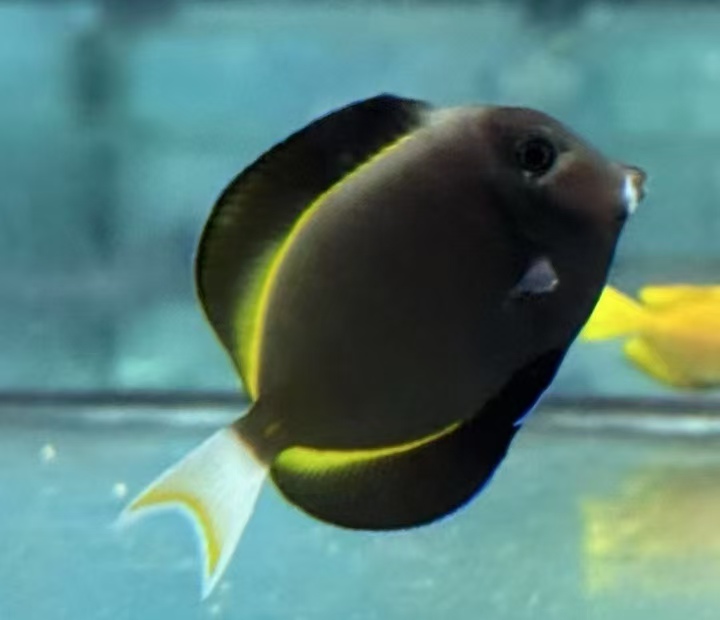 海水鱼，进口海水鱼产品展示图