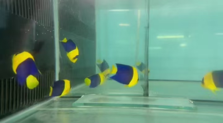 海水鱼，进口海水鱼展示图