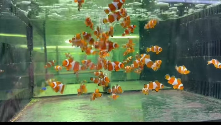 小丑鱼，观赏鱼展示图