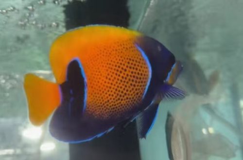 进口海水鱼，产品展示图