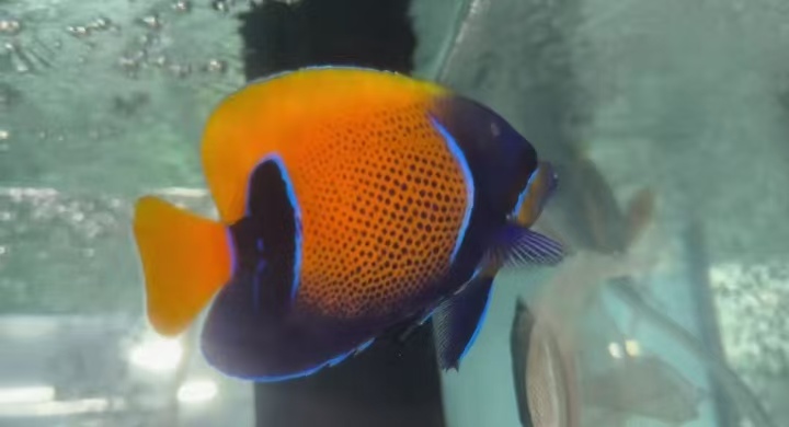 进口海水鱼，产品展示图