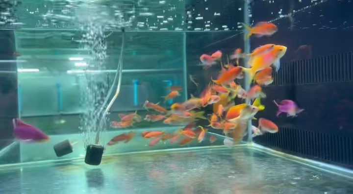 海水鱼进口展示图