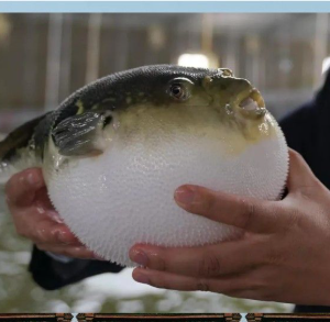 河豚，出口水产展示图