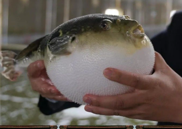 河豚，出口水产展示图