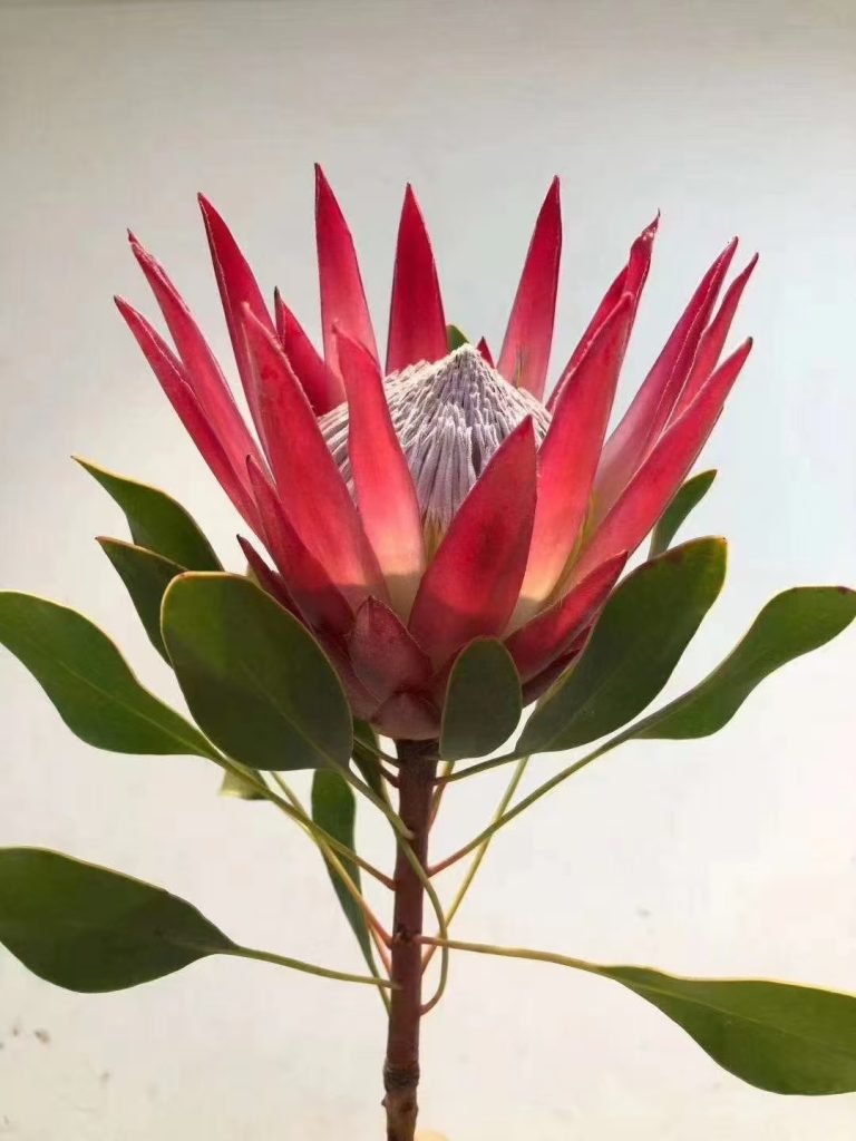 出口鲜花，菊花展示图