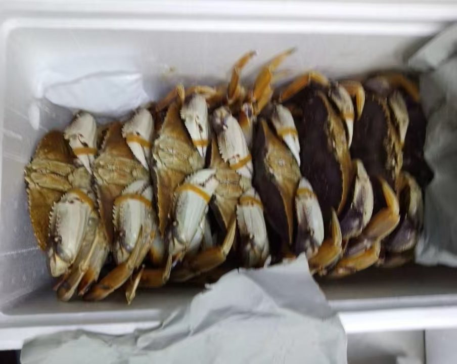 珍宝蟹，进口珍宝蟹产品展示