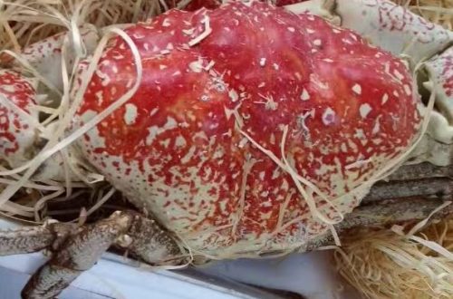 皇帝蟹，进口皇帝蟹产品展示