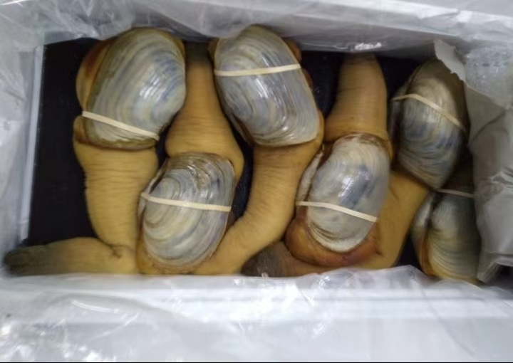 象拔蚌，进口象拔蚌产品展示