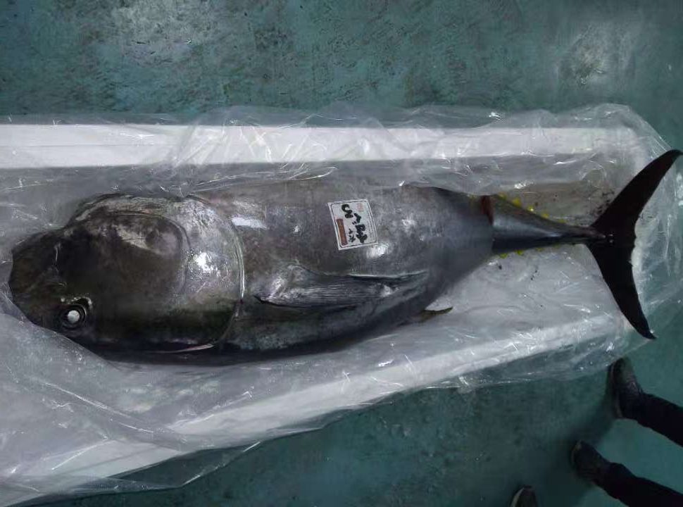 进口鲜活，金枪鱼展示图