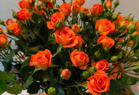 玫瑰花，进口鲜花展示