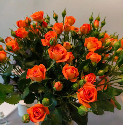 玫瑰花，进口鲜花展示