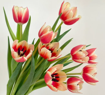 郁金香，进口鲜花展示