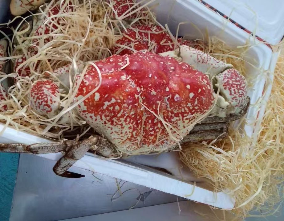皇帝蟹，进口皇帝蟹展示图
